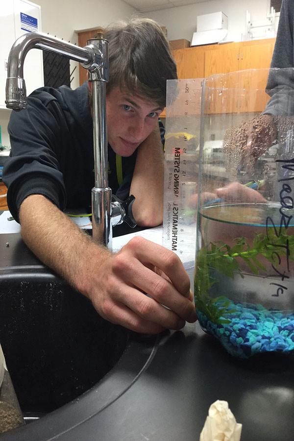 To collect data for his eco-column fish tank, Senior Jake Schrass measures his fish’s food supply, the sea plant.
