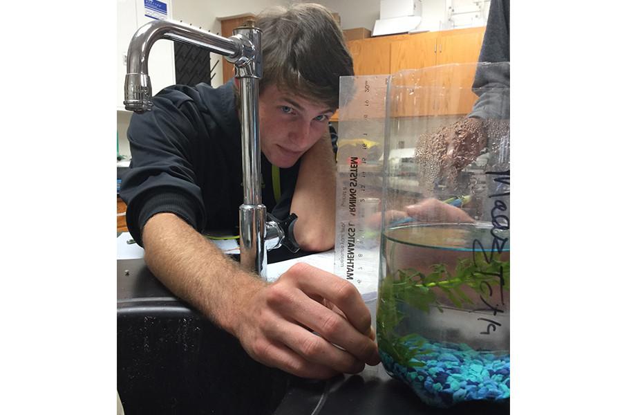 To collect data for his eco-column fish tank, Senior Jake Schrass measures his fish’s food supply, the sea plant.
“This experiment teaches us the relationship between terrestrial and aqueous habitats,” Schrass said. “It shows us how nutrients are shared between different food chains. It was a lot of fun, but the most important skill I have learned so far would be how to not kill Caesar, my group’s fish.”