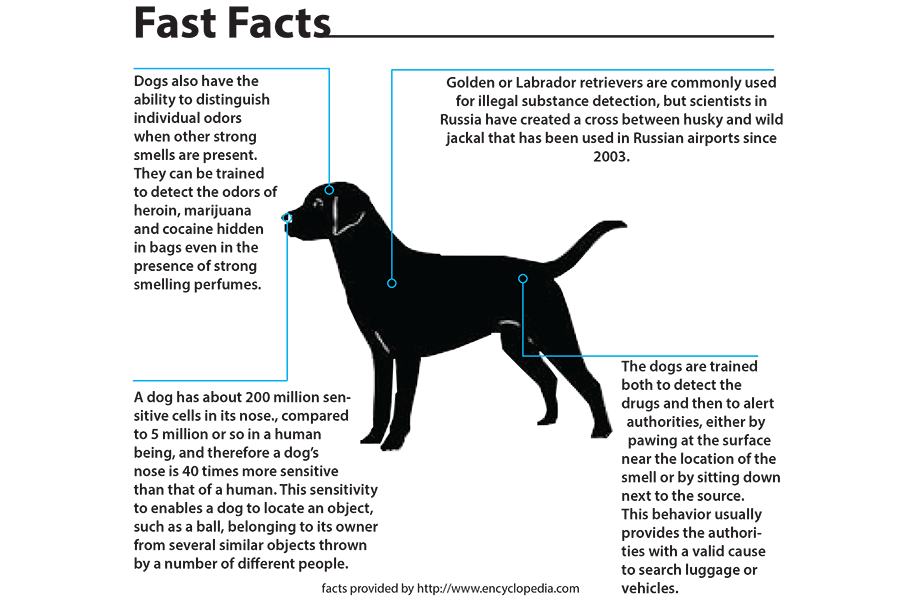 Dog+Deployment