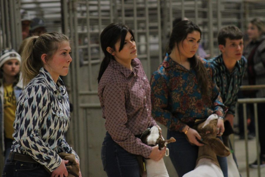 Analise Porras waits with her goat during the Wichita County Junior Livestock Show in January. 